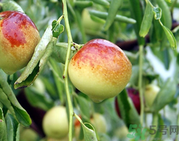 鮮棗孕婦能吃嗎？孕婦可以吃鮮棗嗎？