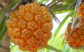 山菠蘿怎么吃？山菠蘿的功效與作用