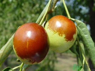 吃新鮮棗子能減肥嗎？吃鮮棗能減肥？