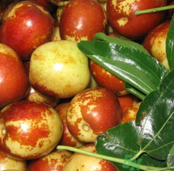 吃新鮮棗子能減肥嗎？吃鮮棗能減肥？