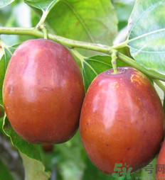 新鮮紅棗怎么保存？鮮棗的保存方法