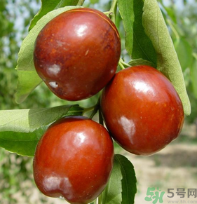 新鮮紅棗怎么保存？鮮棗的保存方法