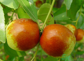 新鮮紅棗怎么保存？鮮棗的保存方法