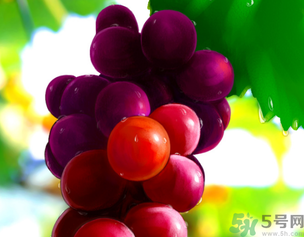 新鮮葡萄籽可以吃嗎？葡萄籽有什么作用？