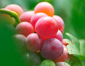 新鮮葡萄籽可以吃嗎？葡萄籽有什么作用？