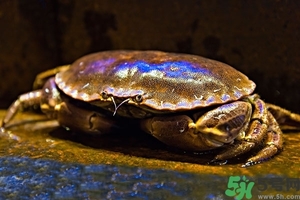 面包蟹怎么做好吃？面包蟹的做法