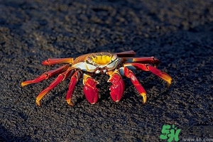 面包蟹怎么做好吃？面包蟹的做法