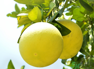 吃柚子上火還是降火？柚子是降火的嗎？