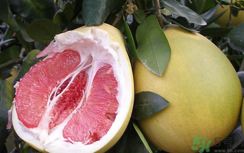 沒吃完的柚子怎么保存？吃不完的柚子怎么保存？