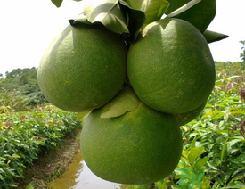 柚子一天最多吃多少？柚子一次吃多少合適？