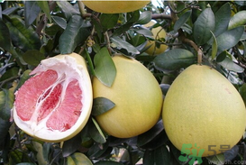 柚子一天最多吃多少？柚子一次吃多少合適？