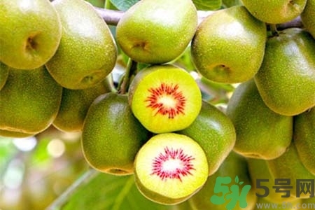 獼猴桃紅心黃心綠心哪個(gè)最好？黃心獼猴桃和紅心獼猴桃的區(qū)別