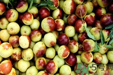 老人吃冬棗好嗎？老人吃冬棗的好處有哪些？