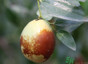 鮮棗怎么吃？鮮棗怎么吃有營(yíng)養(yǎng)價(jià)值？