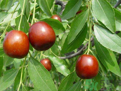 鮮棗是發(fā)物嗎？哪些水果是發(fā)物？