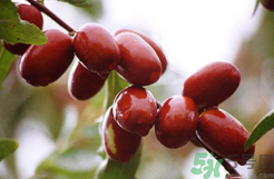 鮮棗是發(fā)物嗎？哪些水果是發(fā)物？