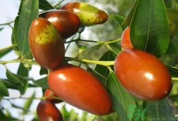 鮮棗是發(fā)物嗎？哪些水果是發(fā)物？