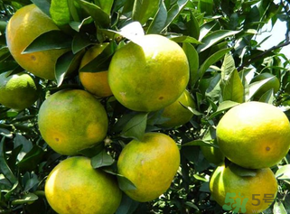 青桔子上火嗎？吃青桔子會上火嗎？