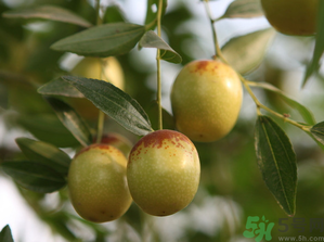 鮮棗蒸著吃好嗎？吃蒸的鮮棗好處和壞處