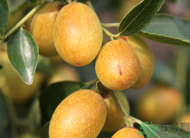 鮮棗蒸著吃好嗎？吃蒸的鮮棗好處和壞處