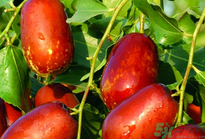 鮮棗可以煮粥嗎？鮮棗煮多長(zhǎng)時(shí)間？