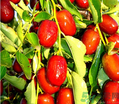 鮮棗可以煮粥嗎？鮮棗煮多長(zhǎng)時(shí)間？