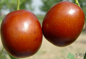 新鮮紅棗補血嗎？吃新鮮紅棗補血嗎？