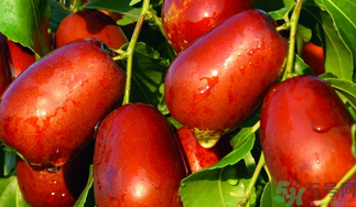 ?新鮮大棗補(bǔ)血嗎？吃大棗補(bǔ)血嗎？