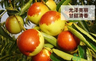 新鮮大棗孕婦可以吃嗎？孕婦可以吃新鮮大棗嗎