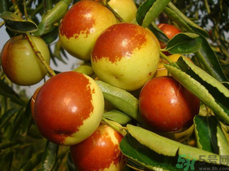 新鮮大棗孕婦可以吃嗎？孕婦可以吃新鮮大棗嗎