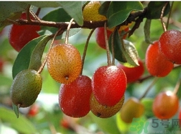 羊奶子怎么吃？羊奶子的功效作用