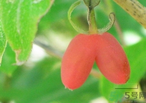 羊奶子怎么吃？羊奶子的功效作用