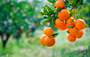 桔子吃多了會上火嗎？桔子吃多了會怎么樣？