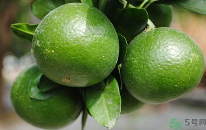 哺乳期可以吃青桔子嗎？哺乳期能吃桔子嗎？