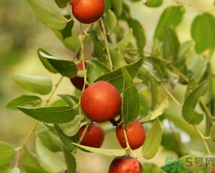 酸棗什么時候成熟？酸棗什么時候上市？