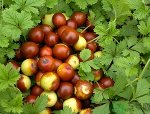 酸棗什么時候成熟？酸棗什么時候上市？