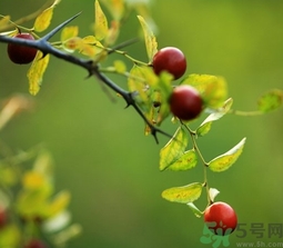 酸棗什么時候成熟？酸棗什么時候上市？