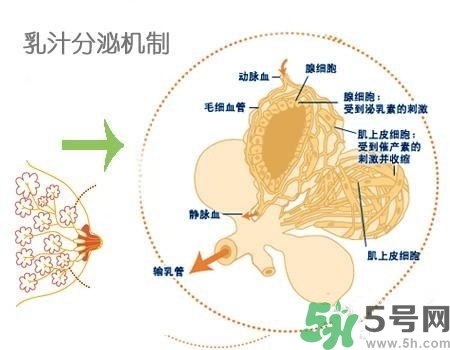乳汁是怎樣形成的？怎樣才能讓乳汁更多？