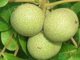 孕婦可以吃新鮮核桃嗎？新鮮核桃孕婦能吃嗎？