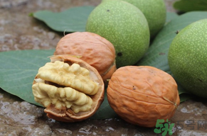 孕婦可以吃新鮮核桃嗎？新鮮核桃孕婦能吃嗎？