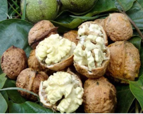 生核桃怎么保存？生核桃怎么保存最好？