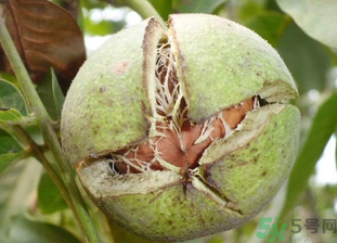 鮮核桃放冷藏還是冷凍？鮮核桃怎么保鮮？