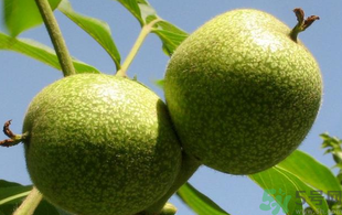 青皮核桃怎么去皮？青皮核桃怎么去皮快？