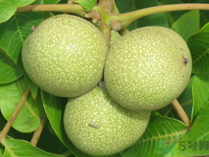 青皮核桃怎么去皮？青皮核桃怎么去皮快？