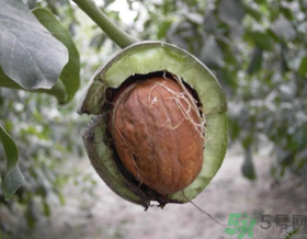 濕核桃怎么保存？濕核桃怎么保存最好？