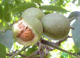 新鮮核桃吃多了會怎么樣？新鮮核桃吃多了會上火嗎？