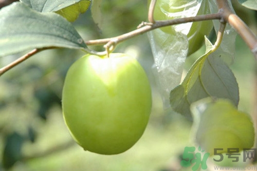 青棗可以放冰箱嗎?青棗可以放多久 青棗可以放冰箱嗎?青棗可以放多久