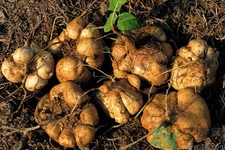 涼薯的營養(yǎng)價值 涼薯的功效與作用 涼薯的營養(yǎng)價值 涼薯的功效與作用