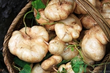 孕婦可以吃涼暑嗎？坐月子能吃涼暑嗎？