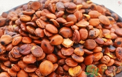 酸棗仁可以長期服用嗎?酸棗仁能長期吃嗎? 酸棗仁可以長期服用嗎?酸棗仁能長期吃嗎?